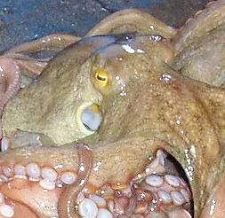 明石蛸の特徴